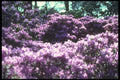 298063 Azaleas, Kew Gardens A4 Photo Print