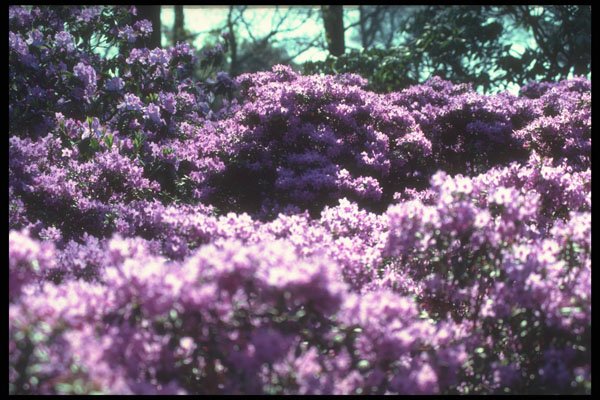 298063 Azaleas, Kew Gardens A4 Photo Print