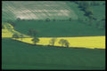 298065 Rape In Green Fields A4 Photo Print