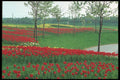 298066 Tulips, Cambridge Park A4 Photo Print