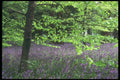 298067 Bluebells, Kew Gardens A4 Photo Print