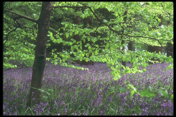 298067 Bluebells, Kew Gardens A4 Photo Print