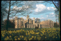 298068 St. John's Cambridge With Daffodils A4 Photo Print