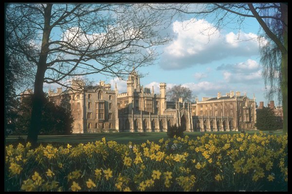 298068 St. John's Cambridge With Daffodils A4 Photo Print
