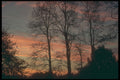 298075 Acacia Trees In Sunset, Ashpley Heath Woods A4 Photo Print