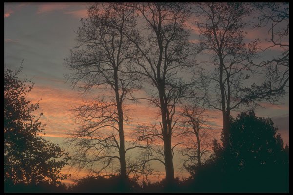 298075 Acacia Trees In Sunset, Ashpley Heath Woods A4 Photo Print