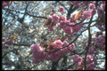 298076 Cherry Blossom, Kew Gardens A4 Photo Print
