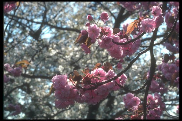 298076 Cherry Blossom, Kew Gardens A4 Photo Print