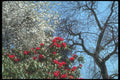 298078 Red And White Flora, Kew Gardens A4 Photo Print