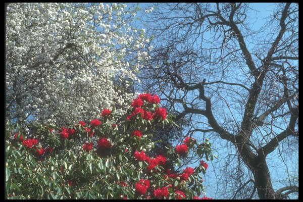 298078 Red And White Flora, Kew Gardens A4 Photo Print