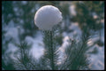 298081 Snowflower, Ashpley Heath Woods A4 Photo Print