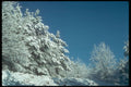 298083 Heavy Snow On Trees, Ashpley Heath Woods A4 Photo Print