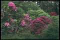298084 Rhododendroms, Brickhill Woods A4 Photo Print
