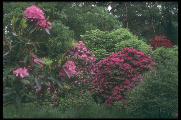 298084 Rhododendroms, Brickhill Woods A4 Photo Print