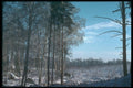 298086 Snow Scene At Woburn A4 Photo Print