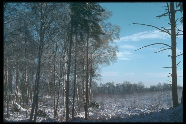 298086 Snow Scene At Woburn A4 Photo Print
