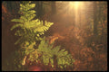 298087 Backlit Ferns In Autumn, Ashpley Heath Woods A4 Photo Print