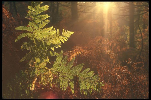 298087 Backlit Ferns In Autumn, Ashpley Heath Woods A4 Photo Print