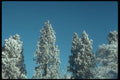 298090 Pine Trees In Snow, Ashpley Heath Woods A4 Photo Print