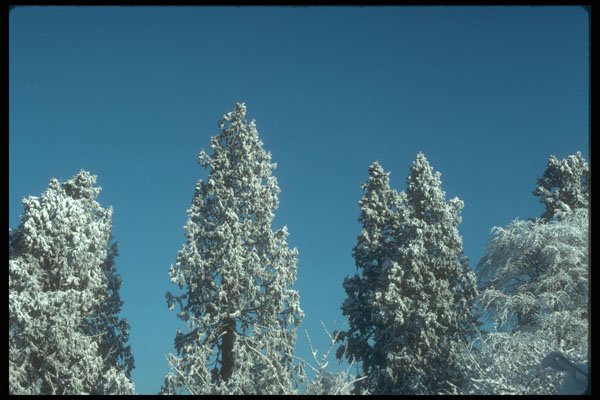 298090 Pine Trees In Snow, Ashpley Heath Woods A4 Photo Print
