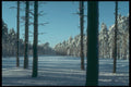 298092 Snow On Fairway, Ashpley Heath Woods A4 Photo Print