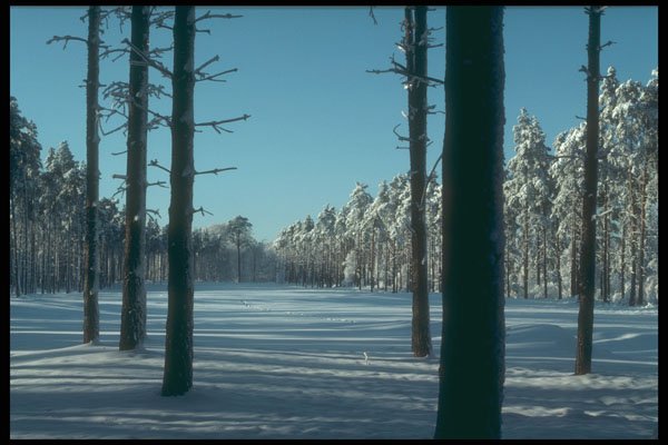 298092 Snow On Fairway, Ashpley Heath Woods A4 Photo Print