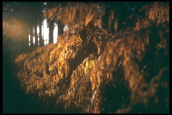 298093 Golden Ferns, Ashpley Heath Woods A4 Photo Print