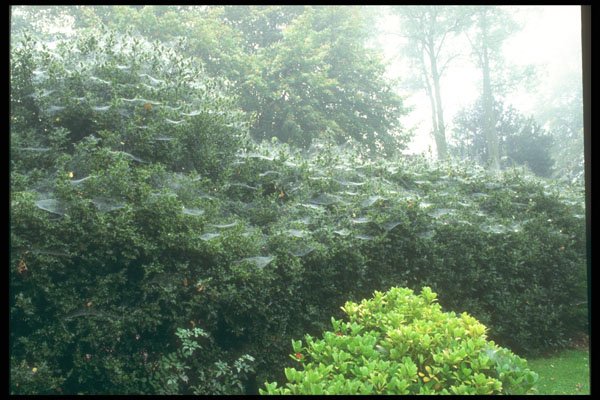 298095 Holly Hedge And Mist, Ashpley Heath Woods A4 Photo Print