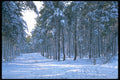 298097 Snow In Pine Woods, Ashpley Heath Woods A4 Photo Print
