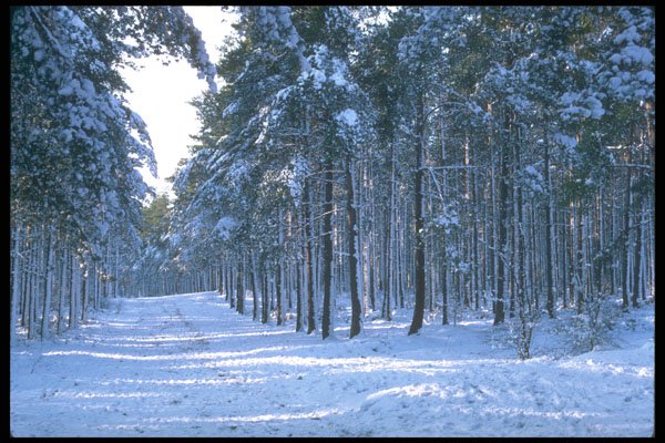 298097 Snow In Pine Woods, Ashpley Heath Woods A4 Photo Print