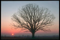298098 Umbrella Tree, Salford A4 Photo Print