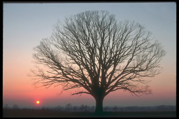 298098 Umbrella Tree, Salford A4 Photo Print