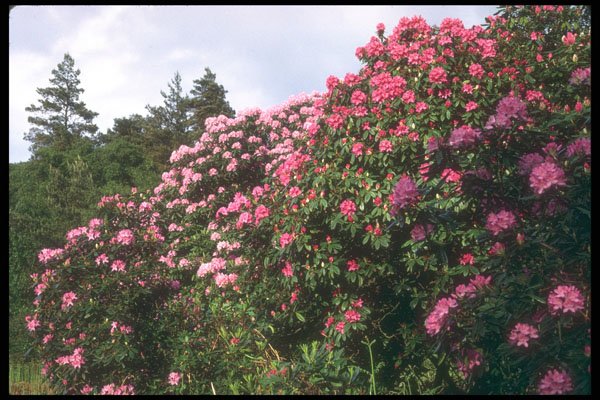 298099 Rhododendrons, Brickhill Woods A4 Photo Print