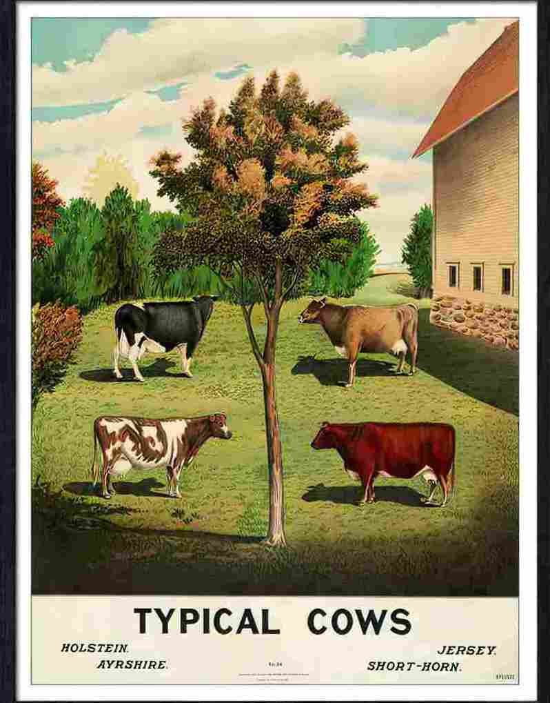 30 typical cows agricultural poster Advert A4 Photo Print