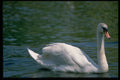 301006 A Swan On The River Avon At Stratford A4 Photo Print