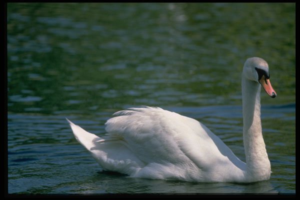 301006 A Swan On The River Avon At Stratford A4 Photo Print