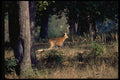 304001 Swamp Deer A4 Photo Print