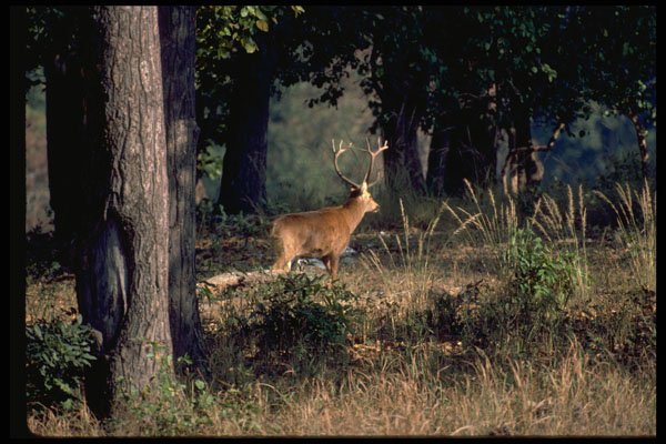 304001 Swamp Deer A4 Photo Print