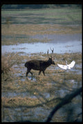 304002 Stag In Water A4 Photo Print