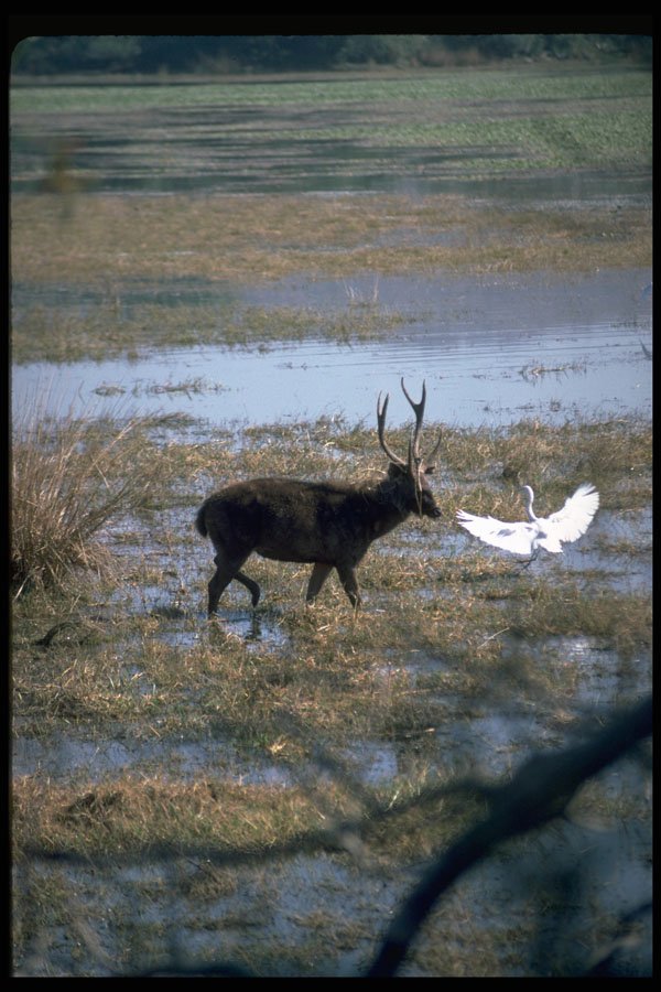 304002 Stag In Water A4 Photo Print