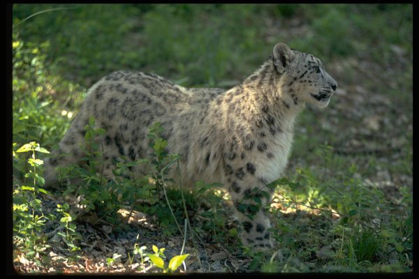304006 Snow Leopard On Brushy Hillside A4 Photo Print