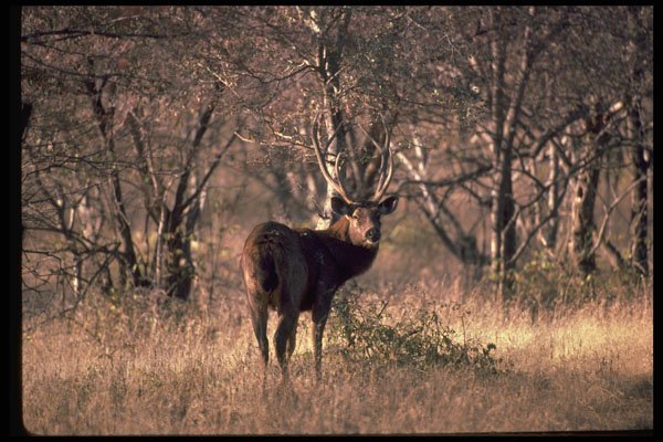 304007 Huge Stag A4 Photo Print