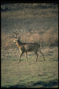 304008 Huge Stag A4 Photo Print