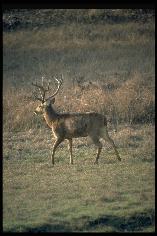 304008 Huge Stag A4 Photo Print