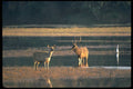 304010 Deer And Stag In Water A4 Photo Print