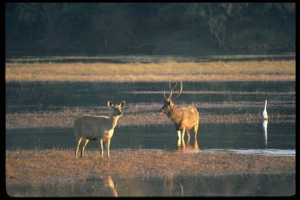 304010 Deer And Stag In Water A4 Photo Print