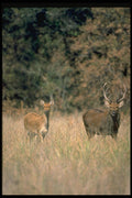 304012 Stag And Deer A4 Photo Print