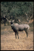 304013 Nilgai, Blue Bull A4 Photo Print