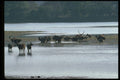304014 Herd Of Deer In Water A4 Photo Print