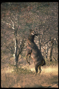 304015 Deer Standing To Browse A4 Photo Print
